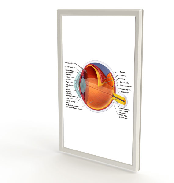 portrait screen of visual acuity chart